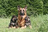 BERGER ALLEMAND 1215